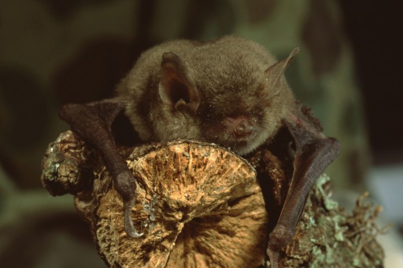 Deadly Disease Spreading in Washington Bat Populations