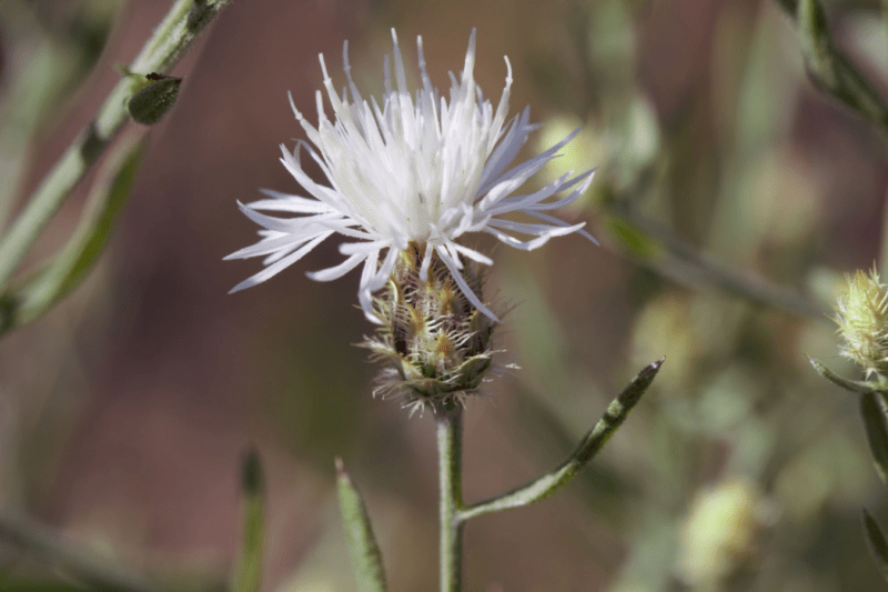 Invasive Species Action Month Success Story Series: Beating Invasive Plants with Bugs 